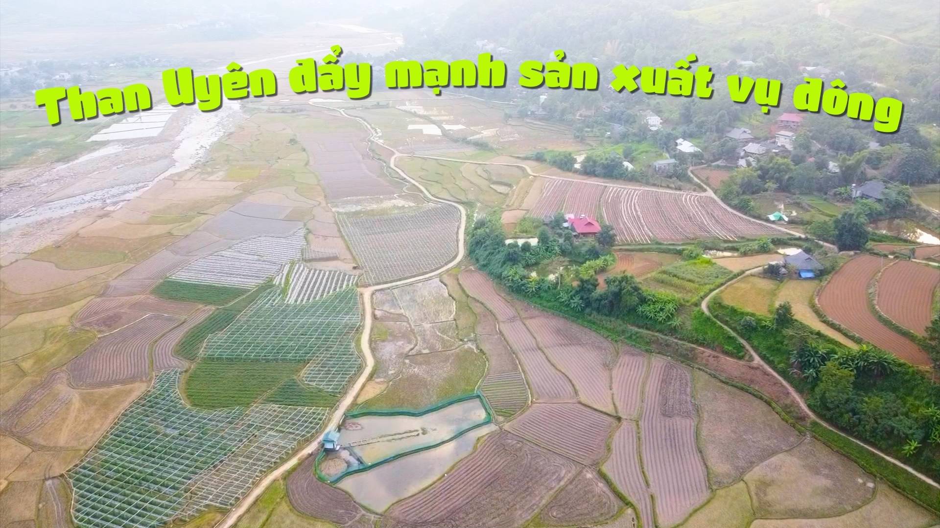 Than Uyên đẩy mạnh sản xuất vụ đông