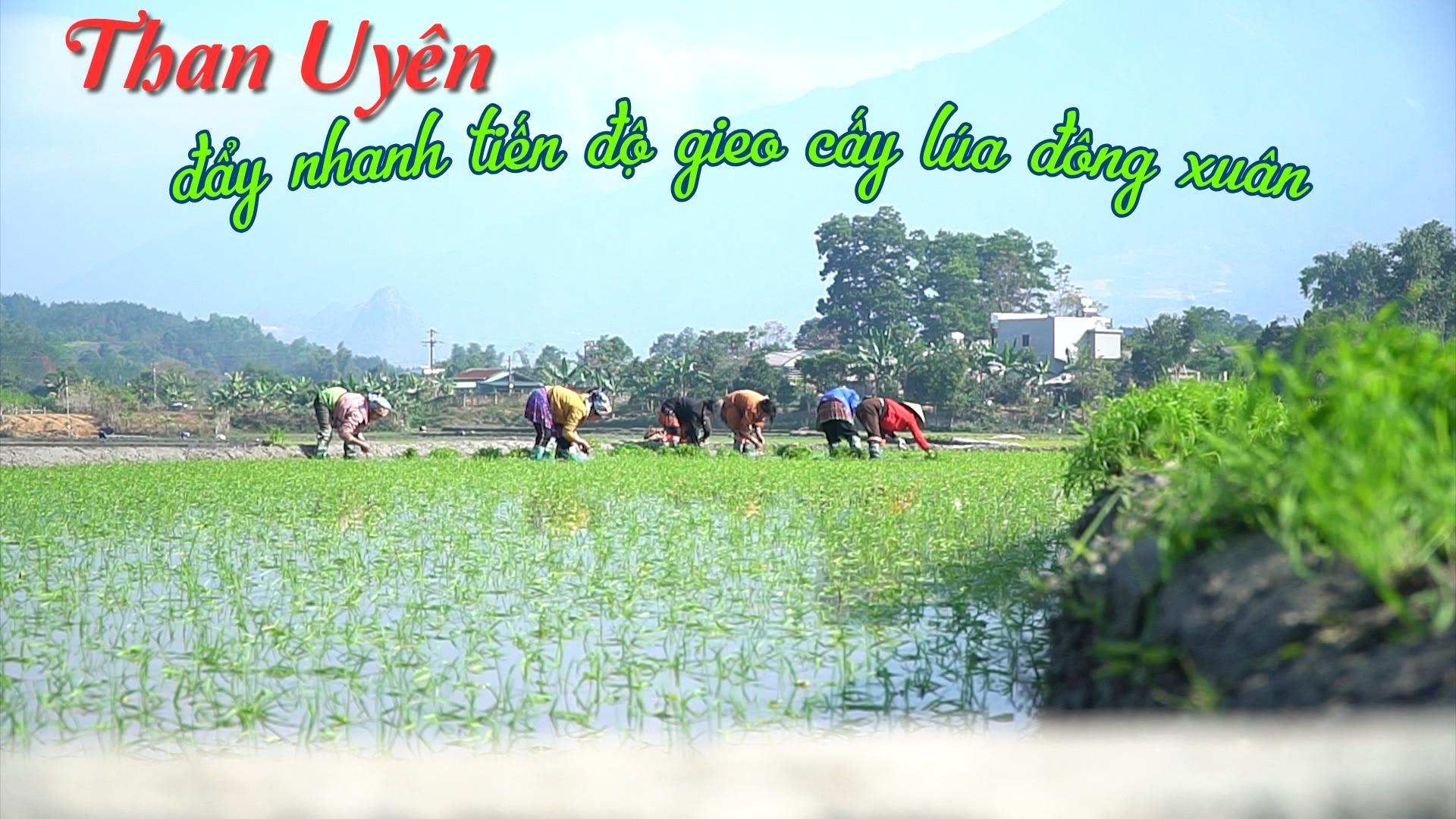 Than Uyên đẩy nhanh tiến độ gieo cấy lúa đông xuân 