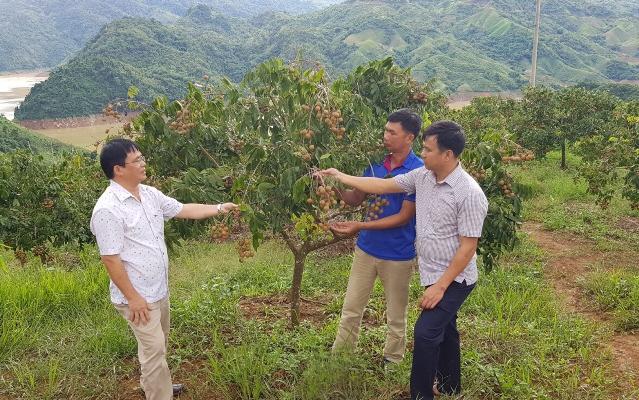 Đồng chí Nguyễn Quang Hải - Phó Chủ tịch UBND huyện Nậm Nhùn cùng đoàn công tác kiểm tra mô hình trồng nhãn tại xã Mường Mô.