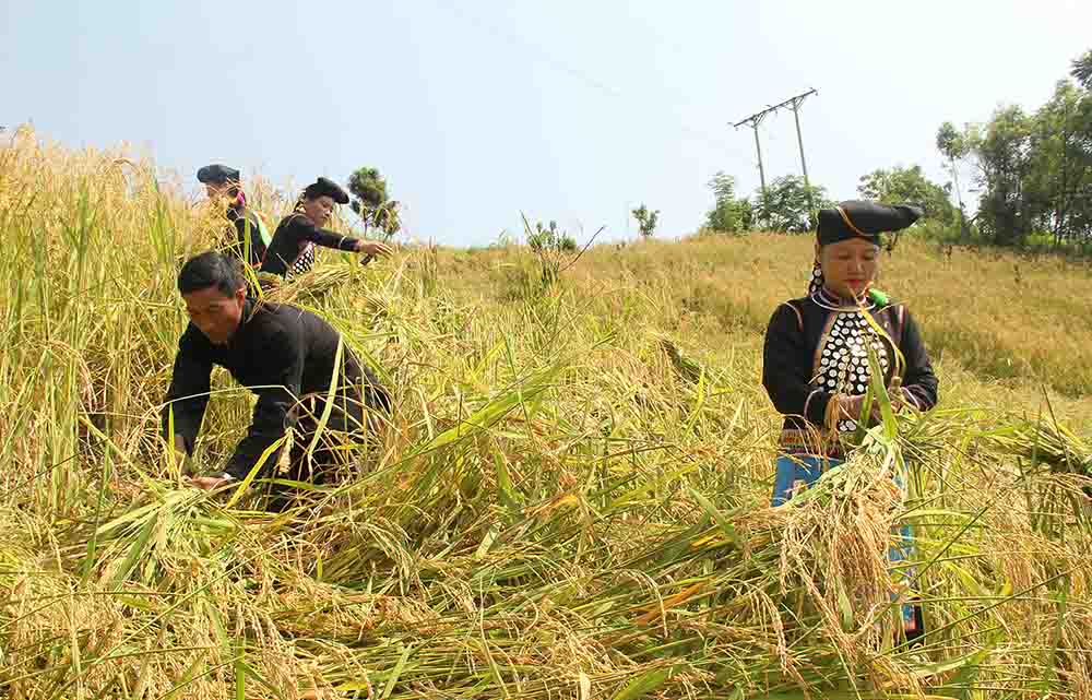 phát triển kinh tế