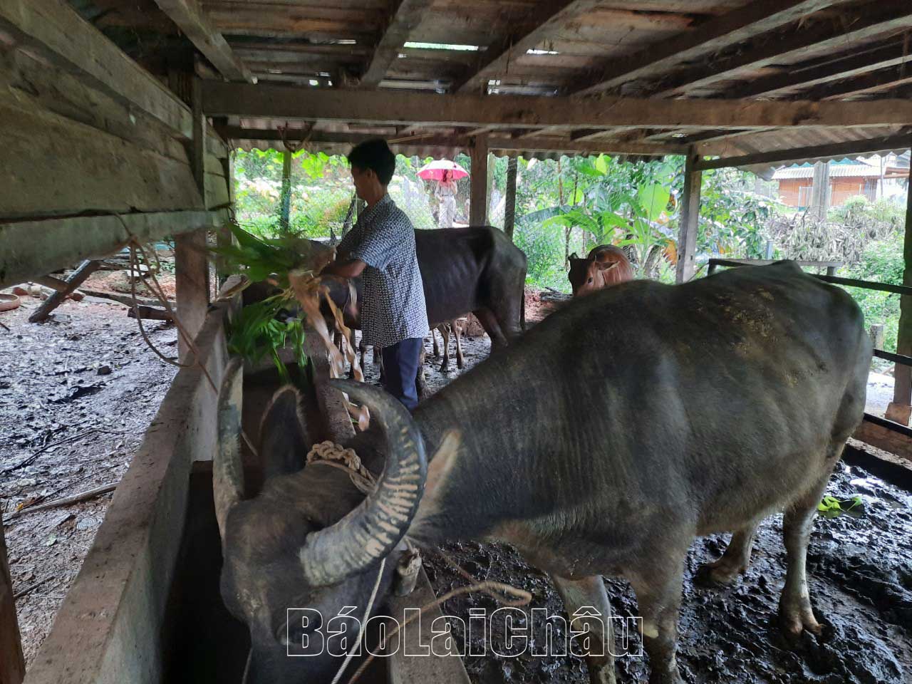 Người dân Pú Đao tích cực thi đua lao động, sản xuất tăng thu nhập, góp phần củng cố các tiêu chí xây dựng NTM trên địa bàn.