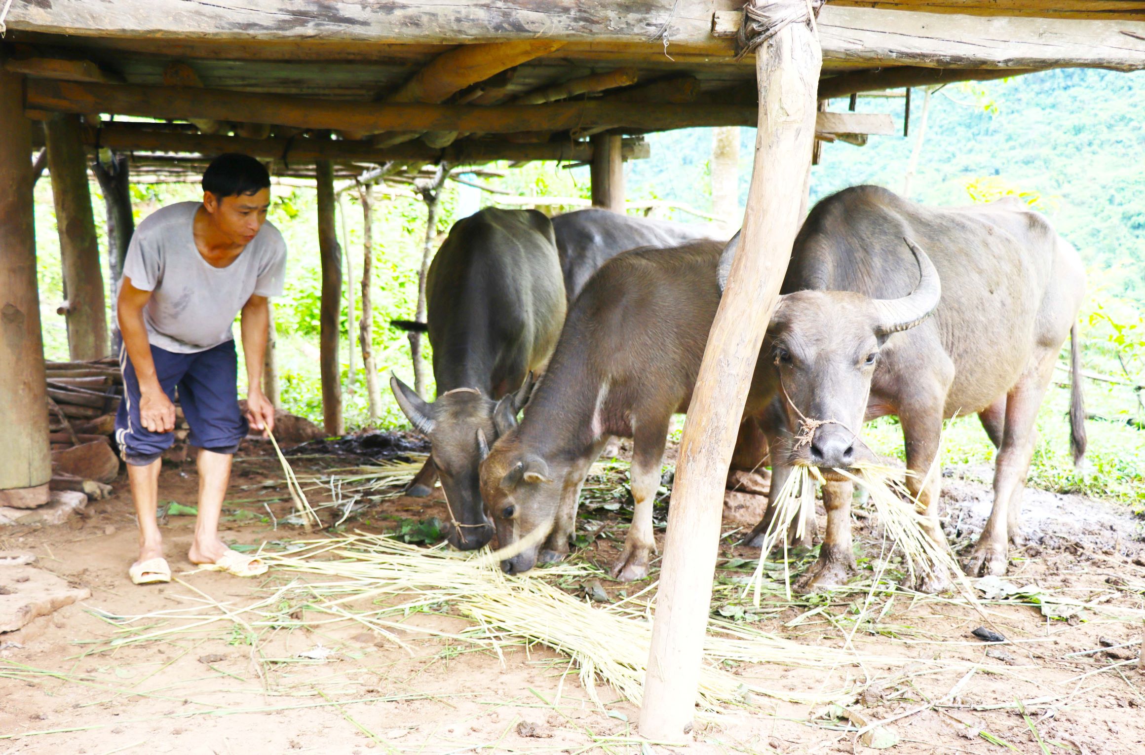 Người dân bản Ná Đon phát triển chăn nuôi gia súc.