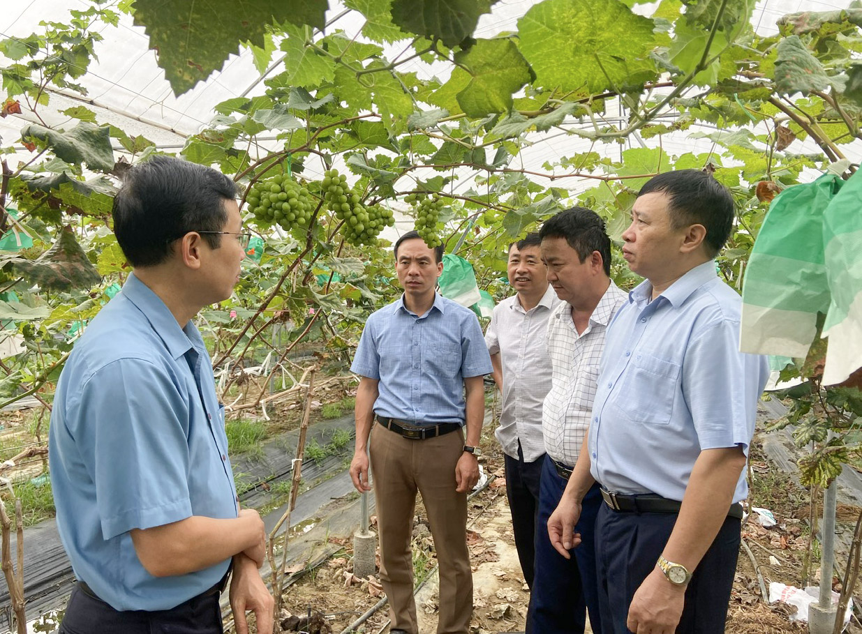 Đoàn công tác của tỉnh và đại diện các phòng chuyên môn huyện Than Uyên tham quan mô hình trồng nho của HTX Nông nghiệp Hua Nà, xã Hua Nà. 