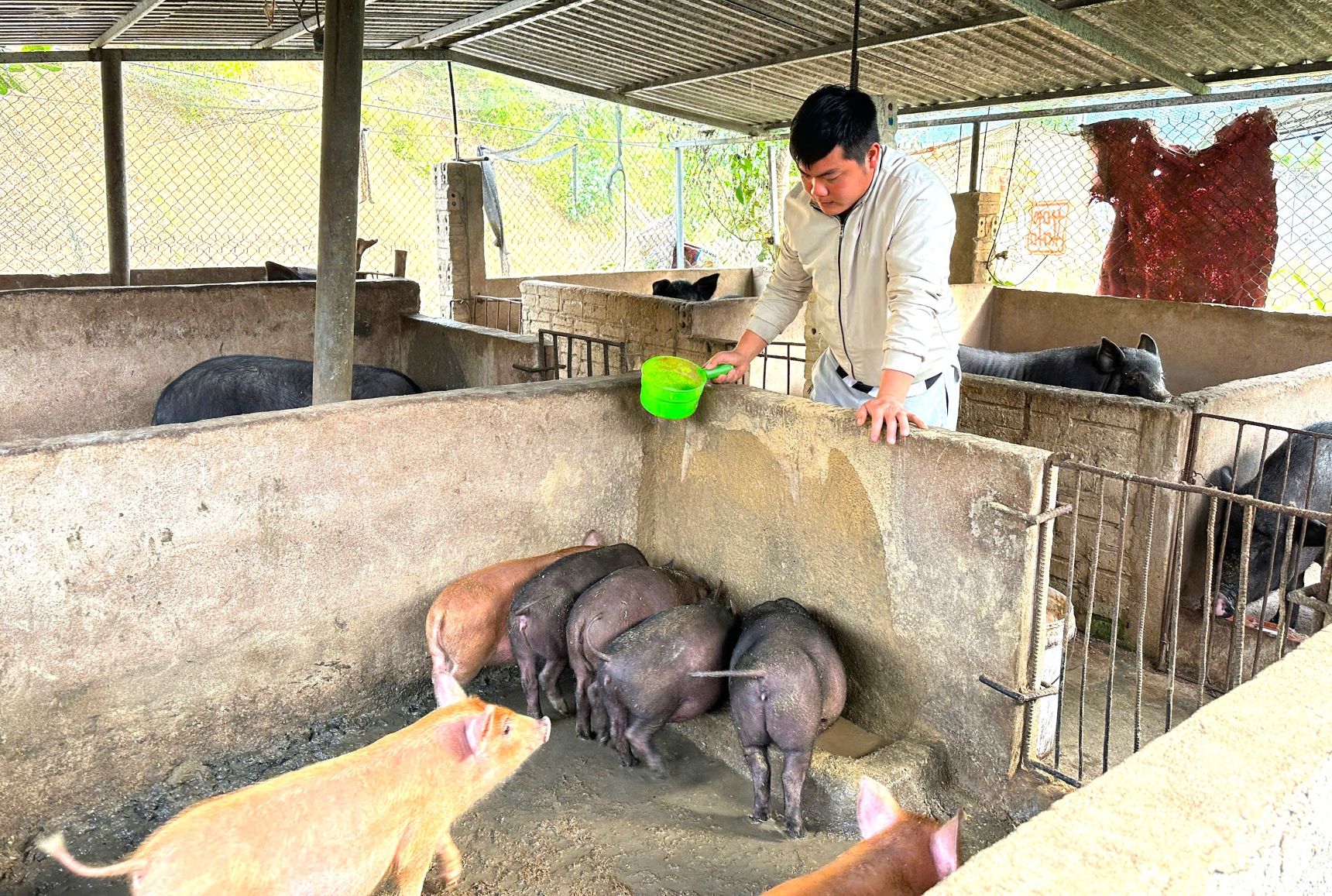 Anh Thuận làm giàu từ chăn nuôi...